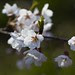 Flowering Trees