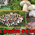 เก็บเห็ดต่างประเทศ / คนไทยในต่างแดน เก็บเห็ดมาต้มกิน ไม่รู้เป็นเห็ดพิษ เสียชีวิตสลด : เห็ดจั่น หรือเห็ดตับเต่าขาว หรือเห็ดตีนแรด เป็นชื่อของเห็ดรับประทานได้ ที่มีขนาดดอกใหญ่ เห็ดชนิดนี้มีทั่วไปในทุกภาคของประเทศไทย ทางภาค.