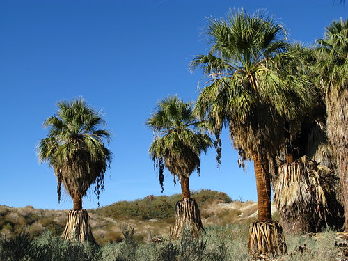 Coachella Valley Preserve