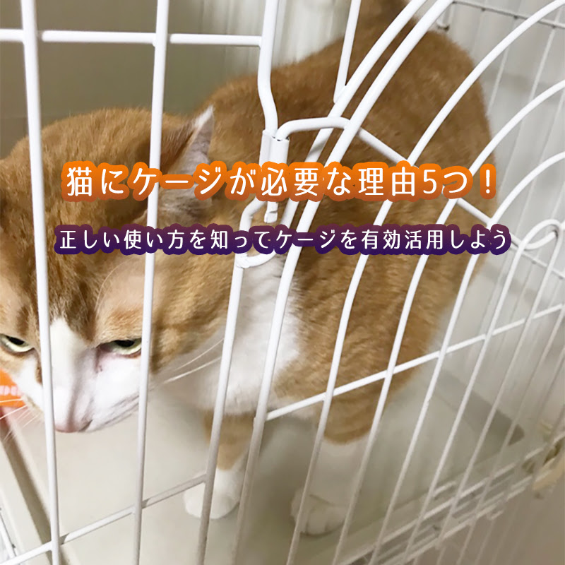 猫にケージが必要な理由5つ 正しい使い方を知ってケージを有効活用しよう