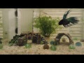 上 ベタ 混泳 ネオンテトラ 164268-ベタ 混泳 ネオンテ��ラ