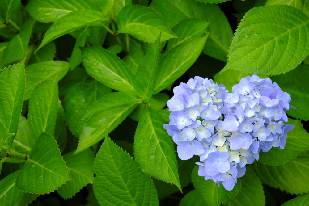 ハートの紫陽花の待ち受けの効果と口コミ 連絡が来る 恋が絶対叶う と二人の愛を結ぶ最強高画質画像 フォルトゥーナ