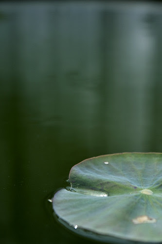 Lilypad