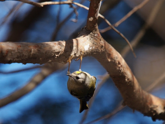 キクイタダキ 野鳥は可愛い