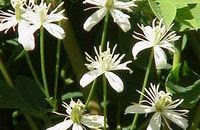 Homeopatie clematică