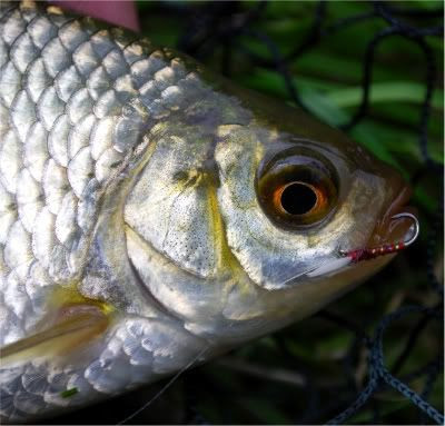 Fly caught Rudd