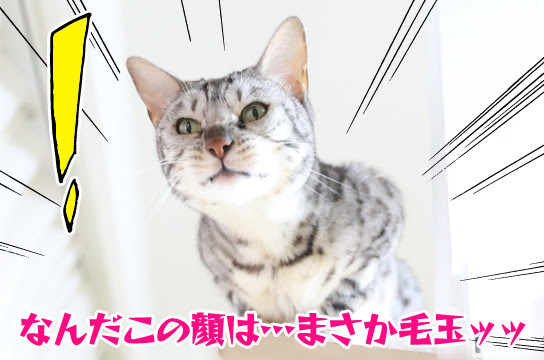 毛玉を吐きそうな顔 : ベンガル猫ブログ ねこちん！猫とオッサンの賃貸生活