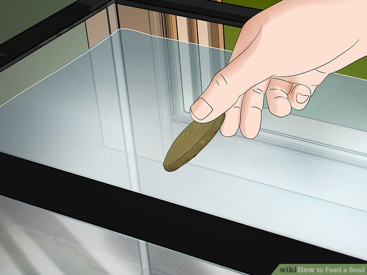 Feed a Snail Step 9.jpg