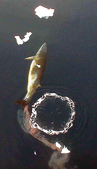 whale flatulence