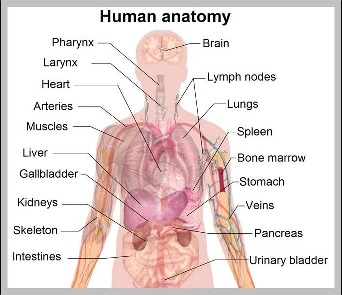 Human Organs Graph Diagram