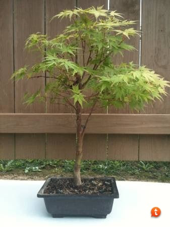 Coral Bark Maple