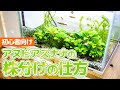 √完了しました！ アヌビアス ナナ ゴールデン 140029-アヌビアス ナナ ゴールデン