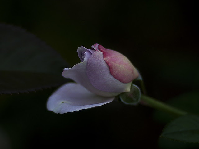 _A083442