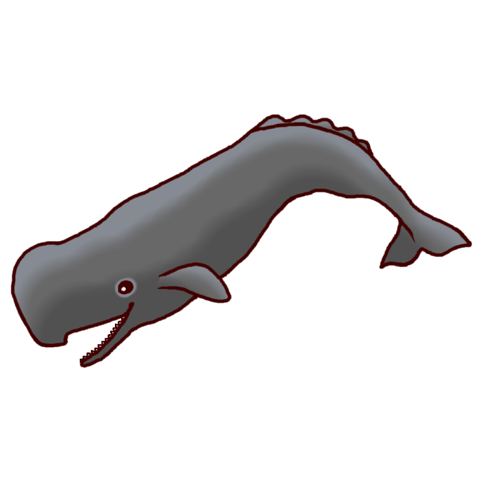 マッコウクジラ1 カラー 海の動物 無料イラスト素材