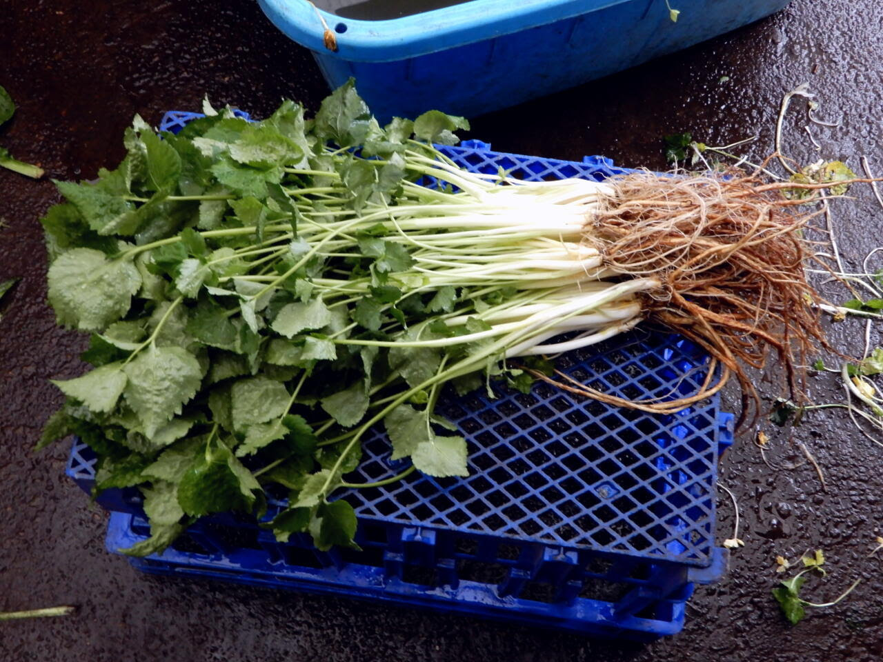 江戸東京野菜通信 大竹道茂の伝統野菜に関する情報ブログ 香りのよい江戸東京野菜の 根三つ葉 が美味しい