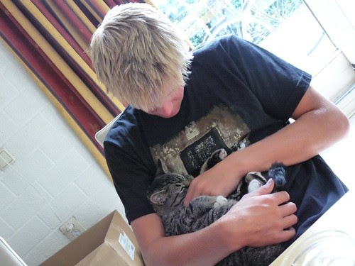 holland blog kitty