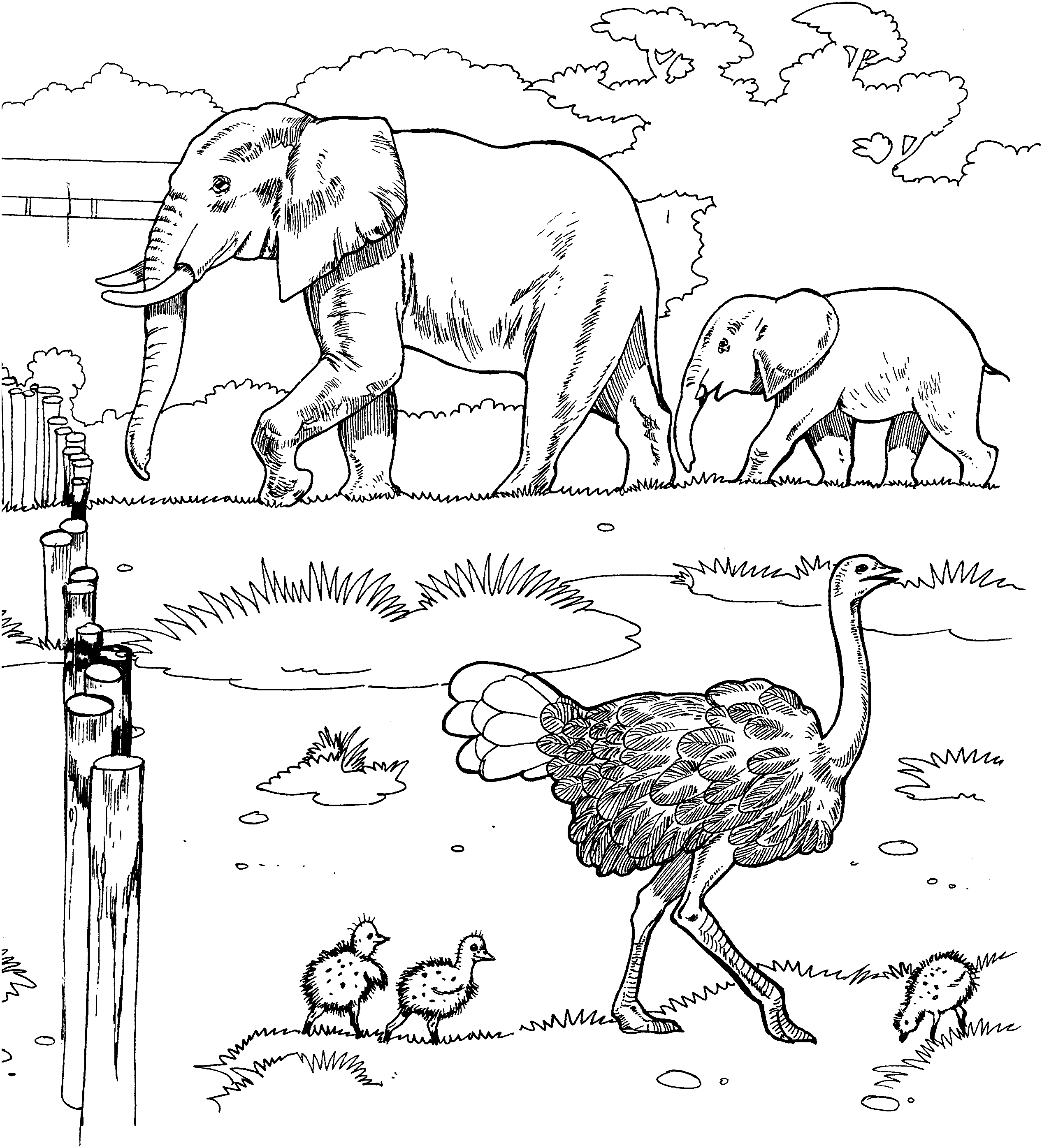 Download Savanna Coloring Pages - Coloring Home