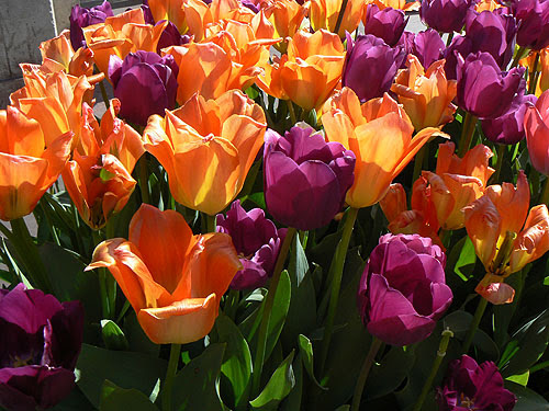 tulipes.jpg