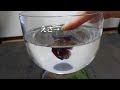 選択した画像 ベタ 水草 食べる 127346-ベタ 水草 食べる