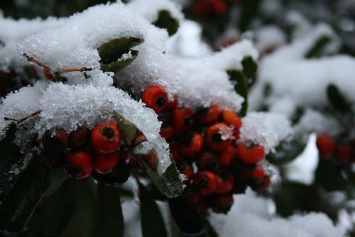 winter berries