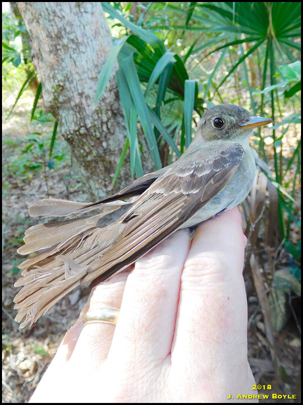 Eastern Wood Pewee