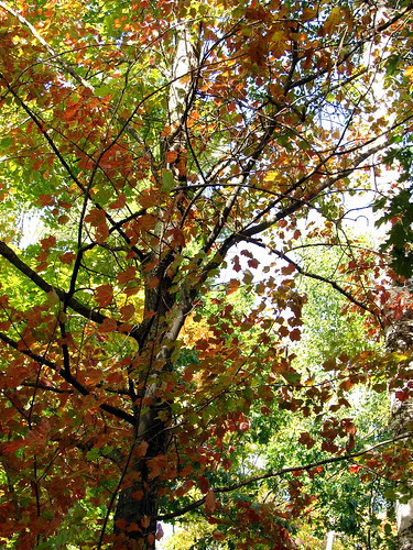 First Signs of Fall 2009