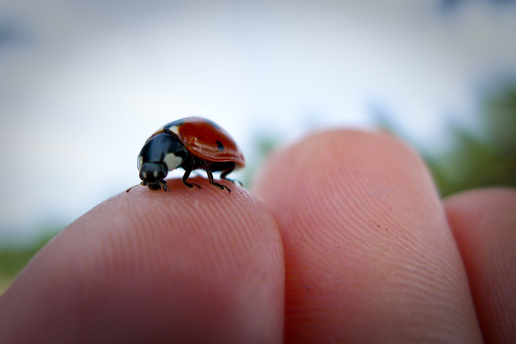 110 // welcome, ladybug // August 2