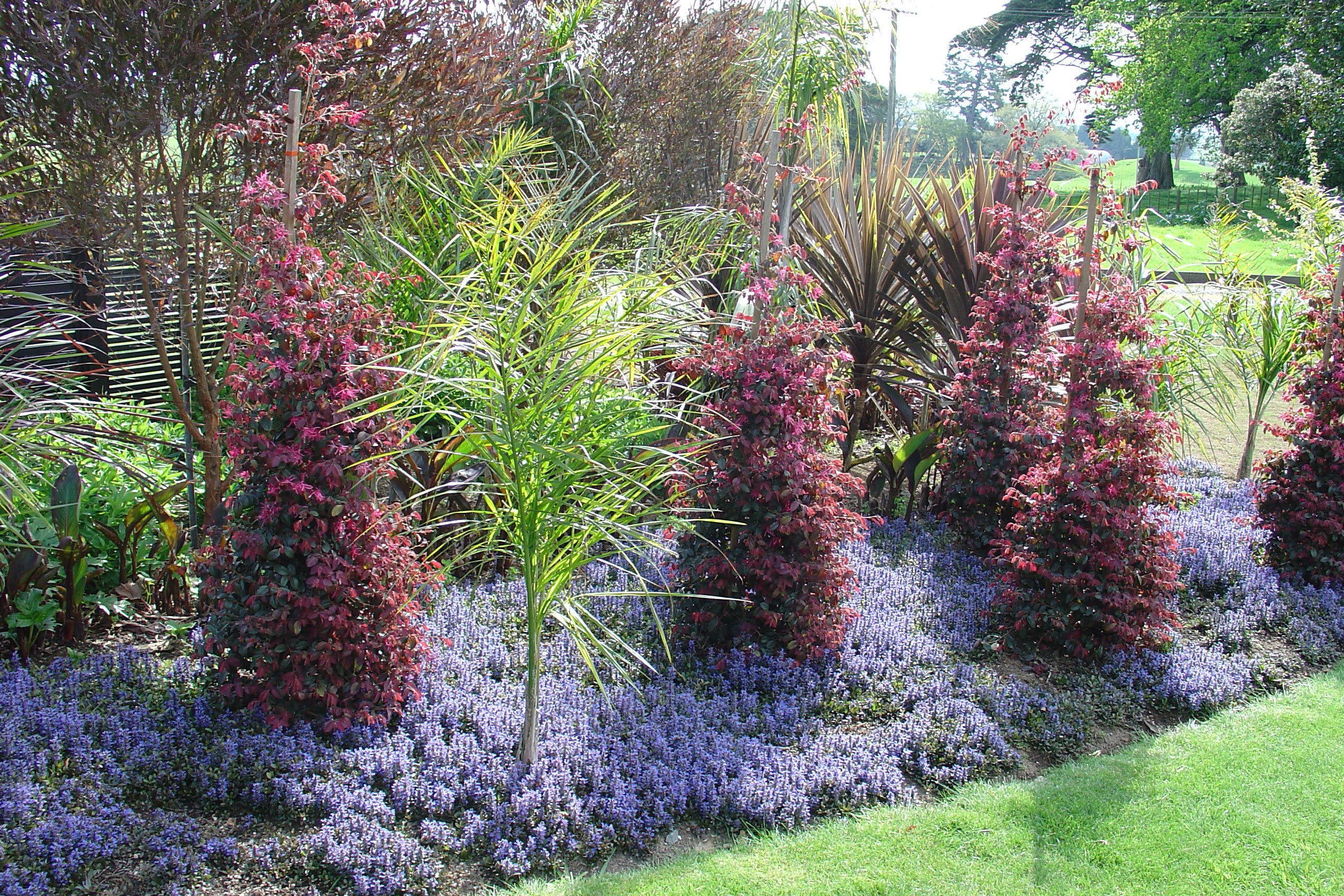 Topiary Gallery - Rukuhia Homestead Landscaping