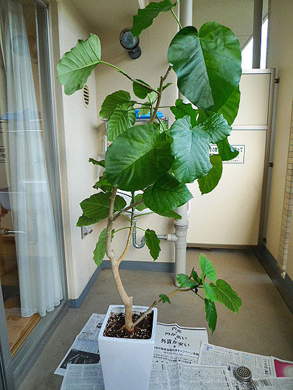 フィカスウンベラータの植え替え 主婦ジョガーの日常 ときどき非日常