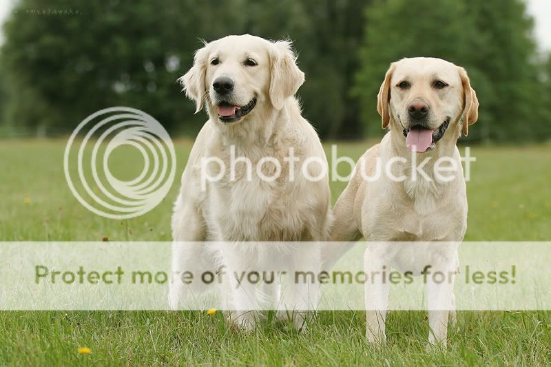 Labrador And Golden Retriever photos