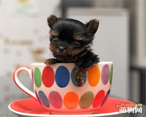 可放入茶杯的微型约克夏梗犬是世界上体型最小的狗 萌宠家儿 萌狗网