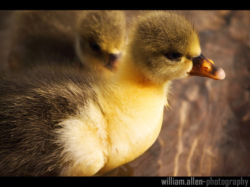 cute babies pictures