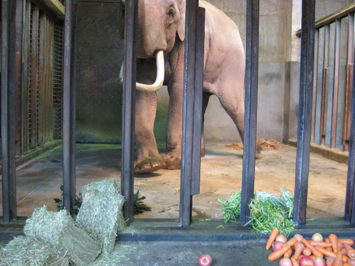 神戸市立王子動物園のインド象 マックの食事 旦 おいしそー 月に昇るその日まで