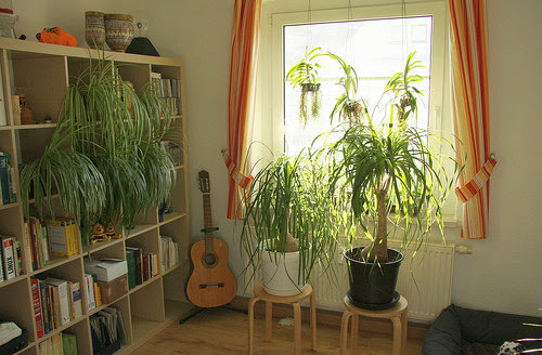 初心者の観葉植物 育てやすい植物と 土いらずのハイドロカルチャーをおすすめ ルームコーデ