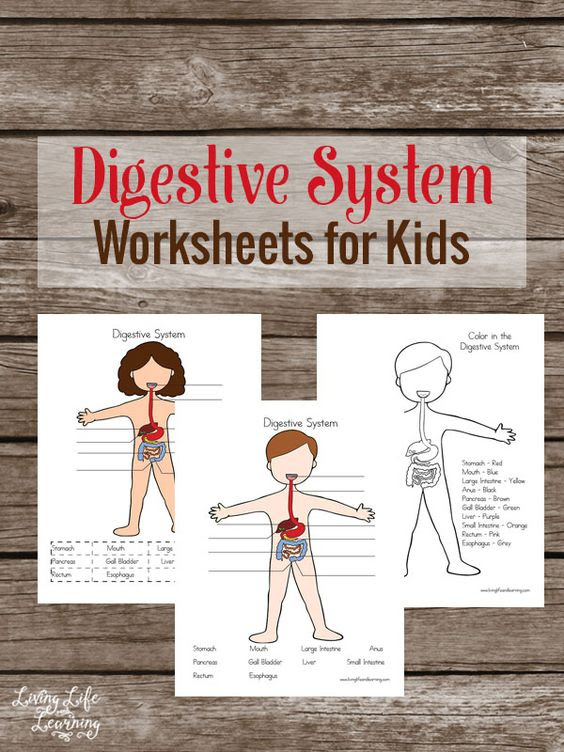 FREE Human Body Digestion Pack | Free Homeschool Deals