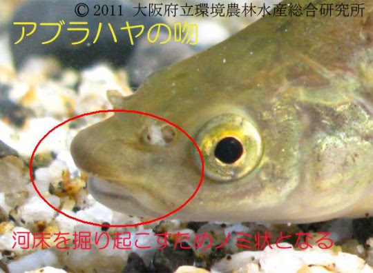 アブラハヤ 淡水魚図鑑 在来種 図鑑 大阪府立環境農林水産総合研究所