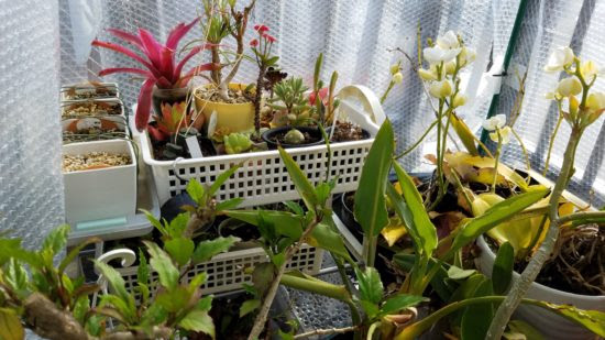 雪がないから簡易温室でもok ベランダの冬支度 簡易温室での植物の越冬