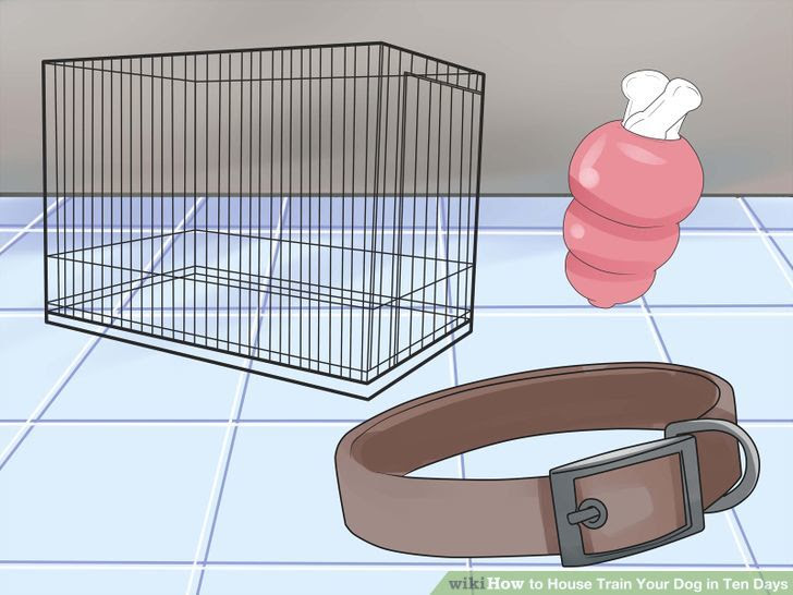House Train Your Dog in Ten Days Step 2 Version 2.jpg