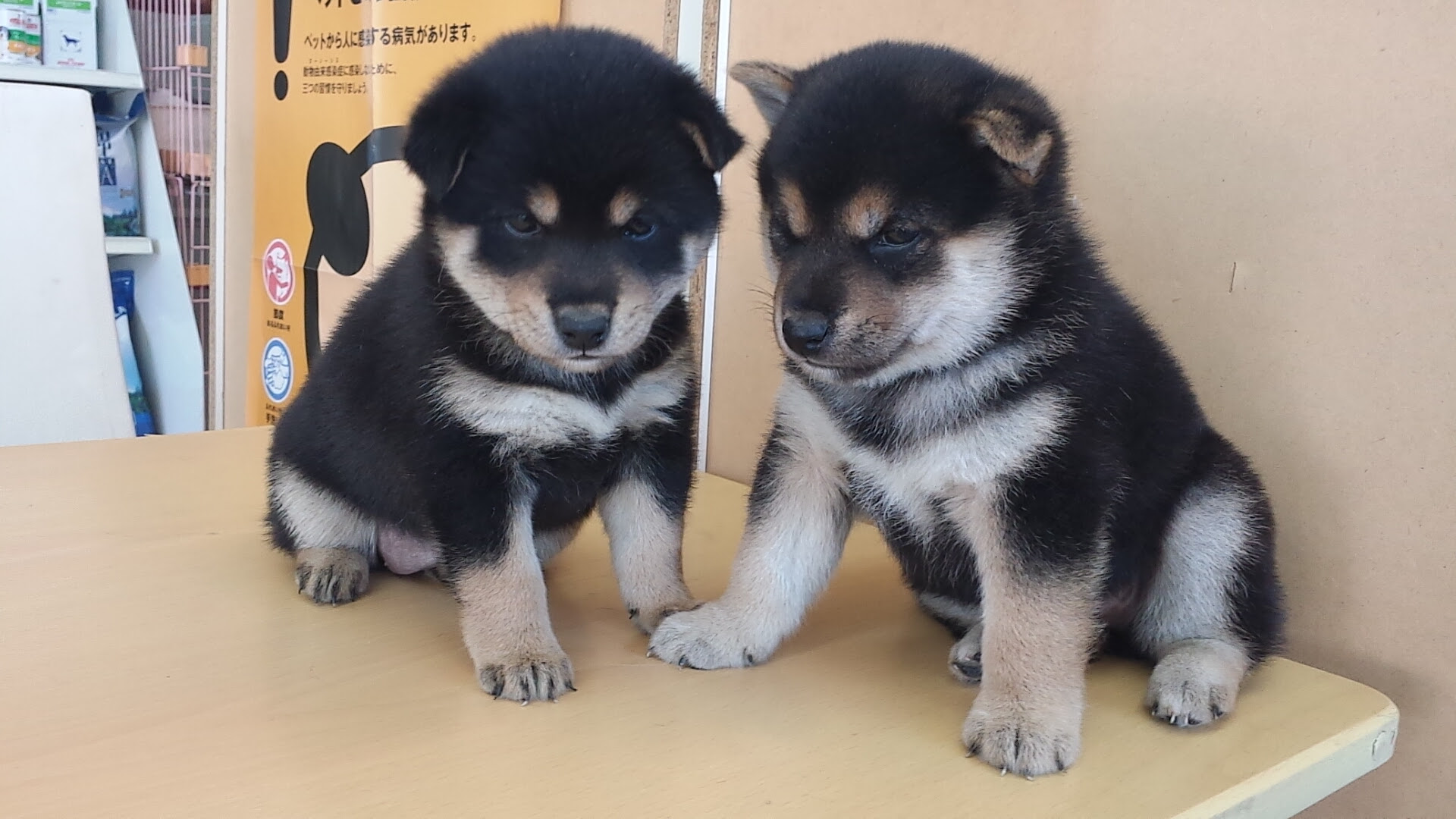 柴犬 最高級クラス 山梨県甲府市のペットショップ ペットホテル トリミング キャンディーハウス