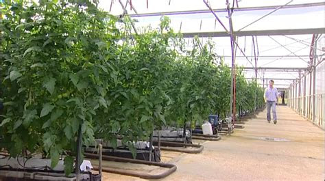 watersmart farms hok lam hydroponic truss tomatoes