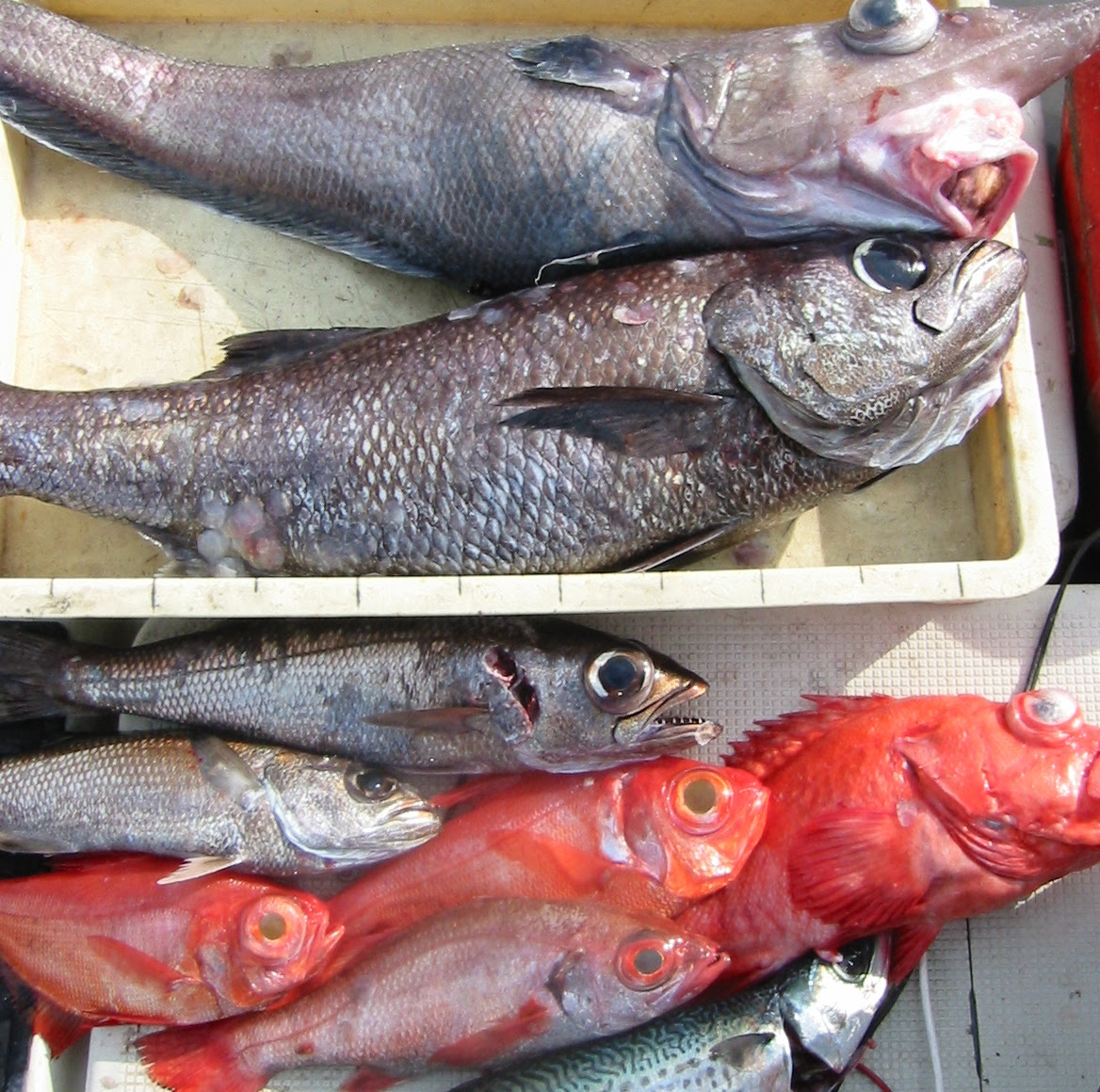 深海魚そろい踏み ブログ四季のボート釣り