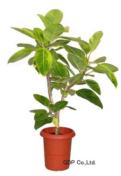 アルテシーマゴム 観葉植物