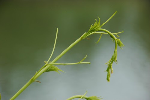 Parthenocissus quinquefolia, Virginia Creeper