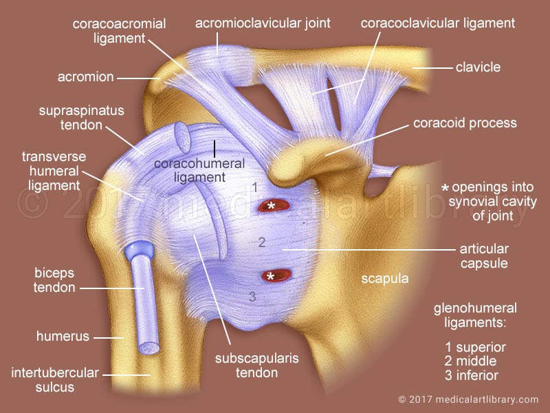 Shoulder Joint Ligaments - Medical Art Library