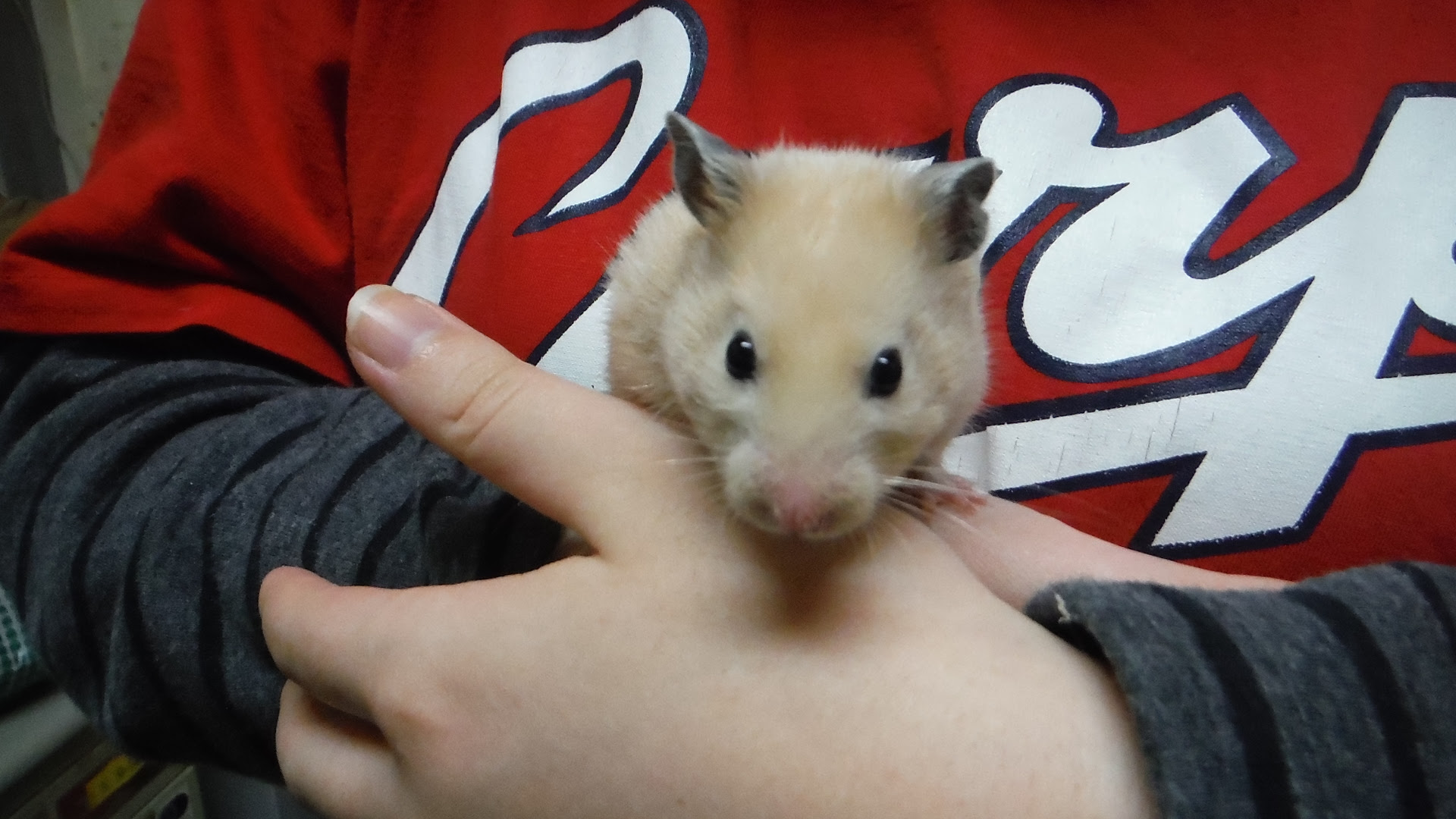 あんた ねずみ キンクマハムスター