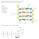 39 label the diagram of the nucleotide below.