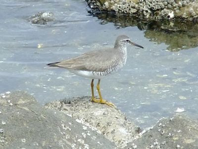 水辺の野鳥たち