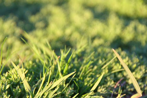 Sometimes the grass is greener...