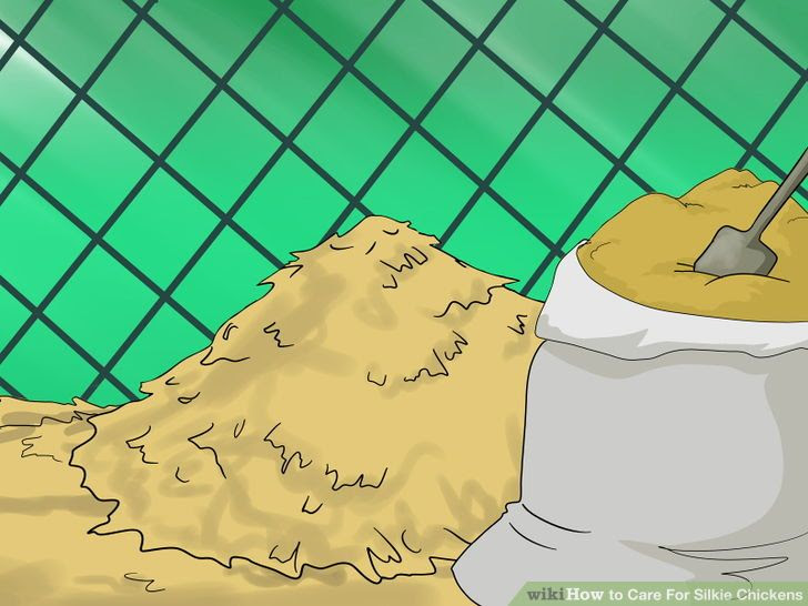 Care for Silkie Chickens Step 3.jpg