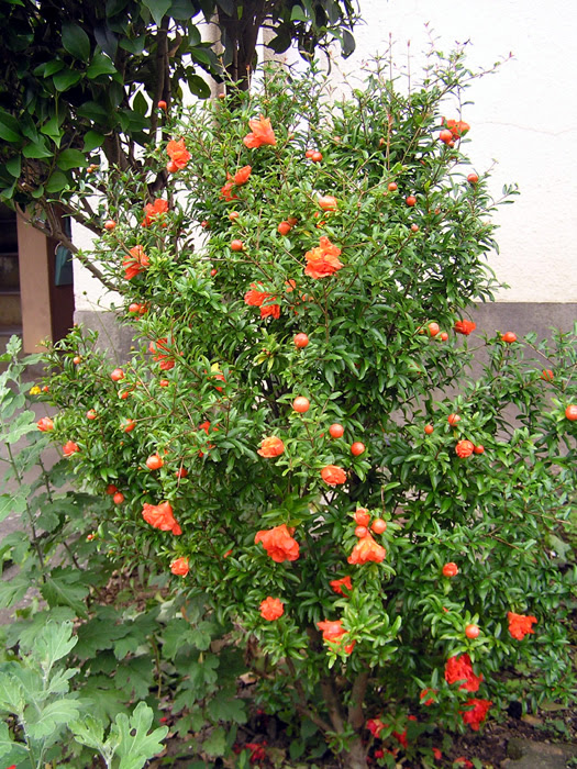 ザクロ 植物写真鑑